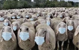 Sheep to the slaughter
